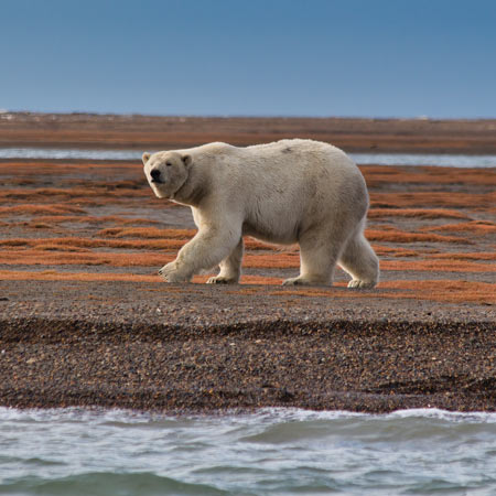 Eisbär auf dem Land