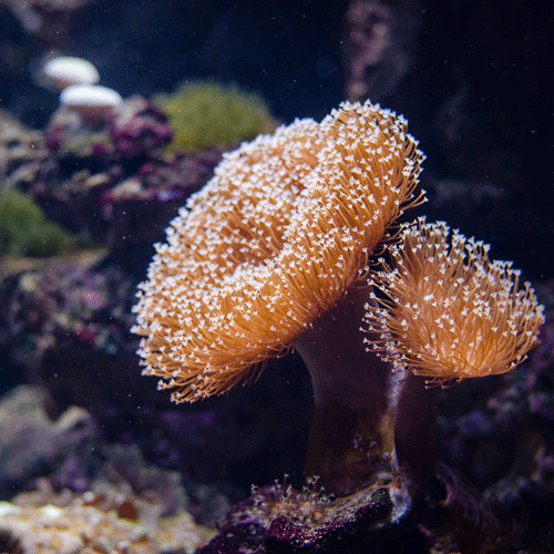 Koralle