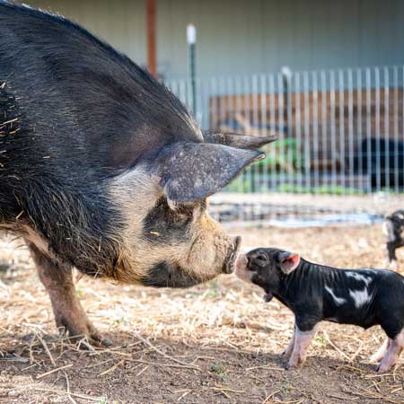 Schwein mit Ferkel