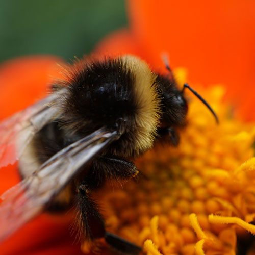 Hummel in Blüte