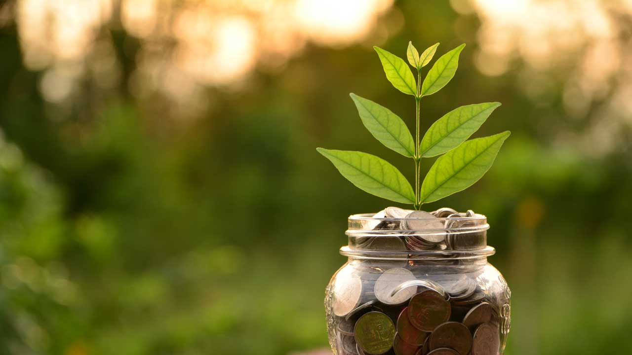 Münzen und Pflanze - Nachhaltige Finanzen