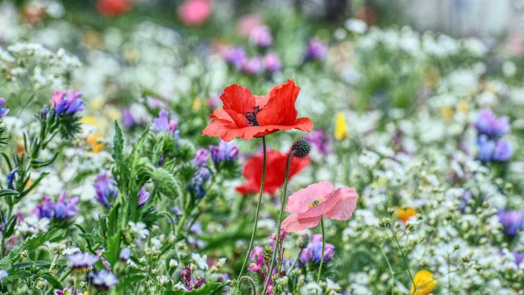 Blumenwiese Biodiversität