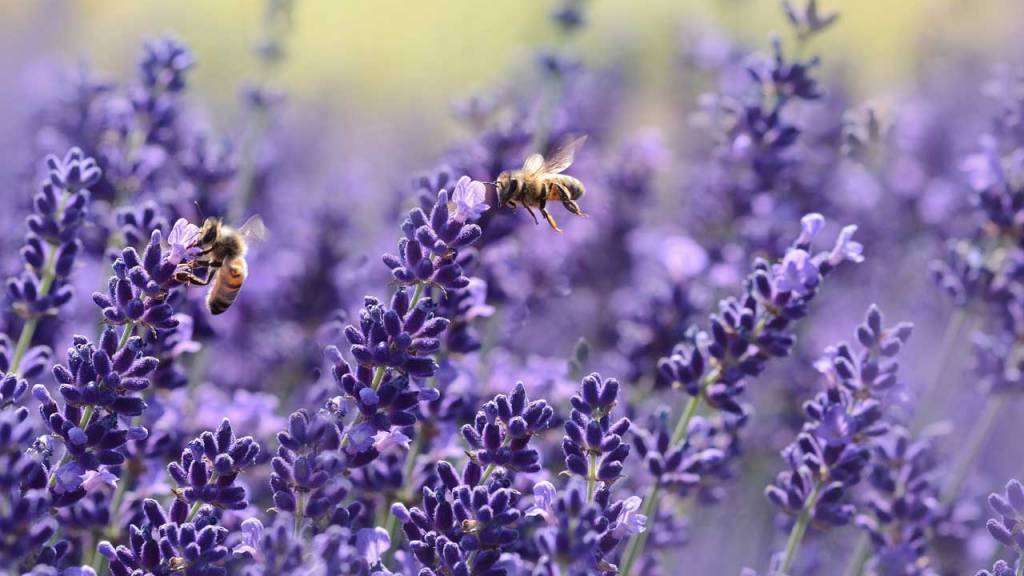 Artenvielfalt Bienen