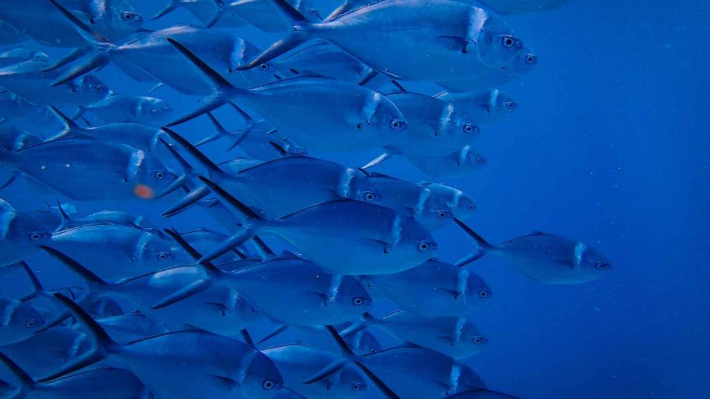 Fischschwarm