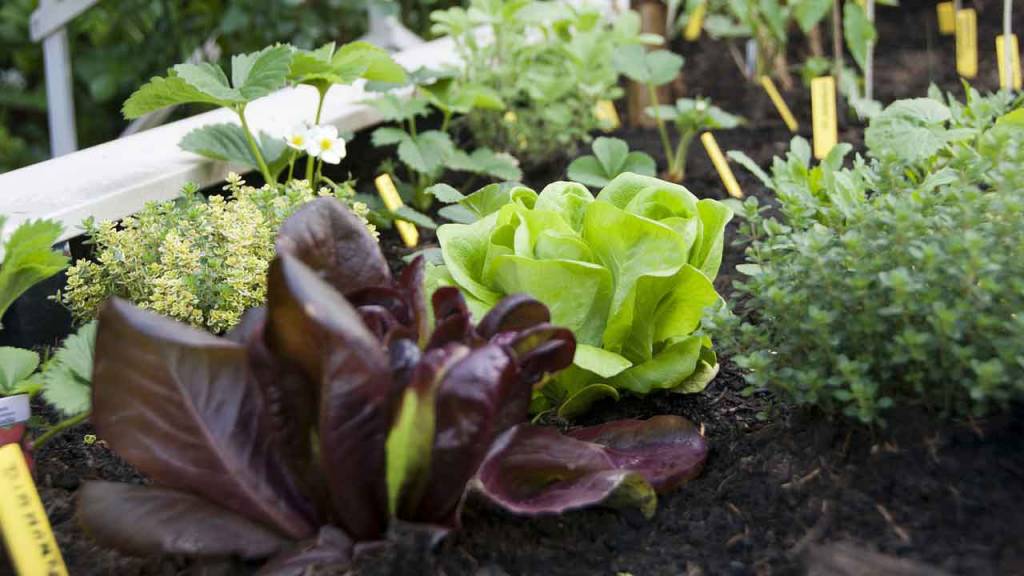 Urban Gardening: Salat