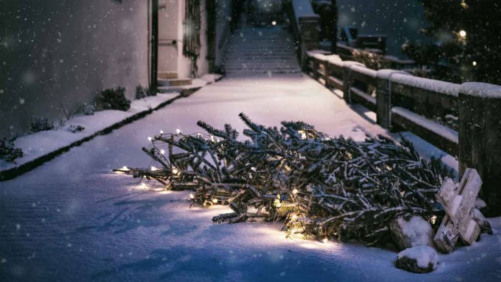 entsorgter Weihnachtsbaum